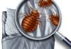 elite pest solutions bed bug removal
