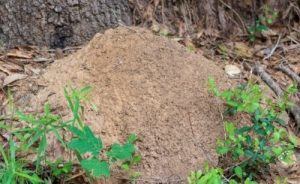 elite pest solutions fire ant control