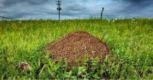 Abbeville SC fire ant control