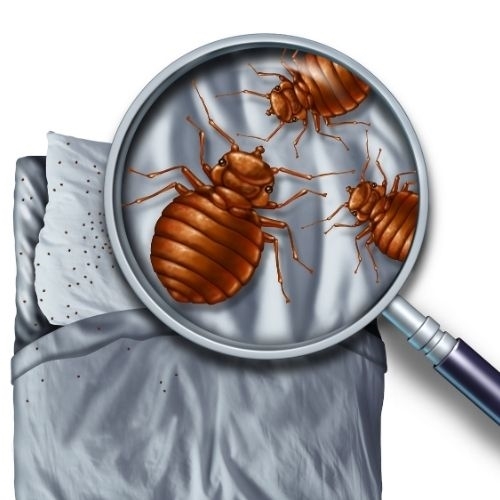 Laurens SC bed bug eradication