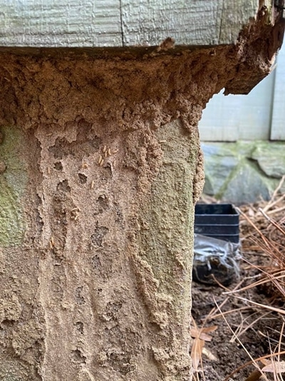 Laurens SC termite infestation