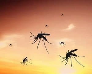 Ninety Six SC mosquito management