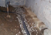 elite pest solutions drain system