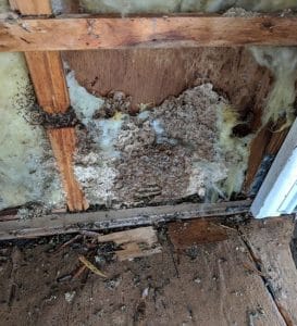 elite pest solutions termite infestation removal