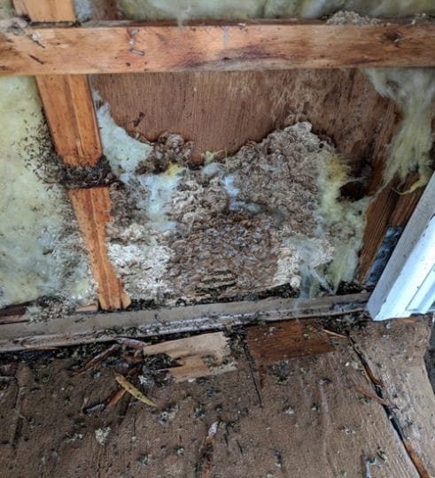 Termite Infestation